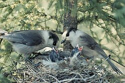 A Canada jay pair feeding their chicks.