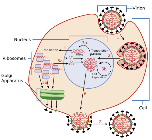 Host cell invasion and replication by the influenza virus