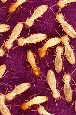 Termites live in large nests, with queen, king, soldier (red heads), and worker (pale heads) castes.