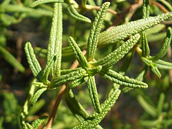 Evergreen leaves of a Cistus species (Cistus monspeliensis)