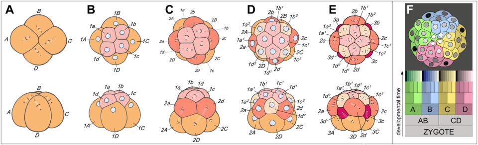 Spiral cleavage in marine snail of the genus Trochus