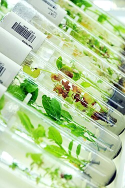 Genebank's seeds