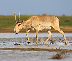 Noted for its vivid portrayal of the lower Nistru river (Dniester), Henryk Sienkiewicz's novel With Fire and Sword opens with a description of saigas as a way to highlight the story's exotic setting.[40][41] Saigas are a near-threatened species that is now extinct in Moldova.