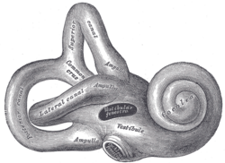 Inner ear