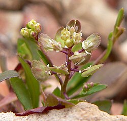 Lepidium lasiocarpum var. lasiocarpum