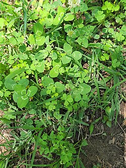 White clover (Trifolium repens) and yellow wood sorrel (Oxalis stricta)