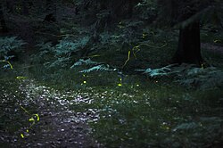 Photo of a forest path with fireflies in flight