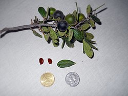 Diospyros texana (Texas persimmon)