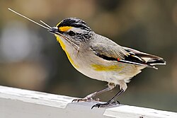 Eastern striated pardalote, Pardalotus striatus ornatus.Their molecular and morphological plesiomorphy has long misled researchers about the pardalotes' affiliations.