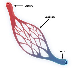 Diagram of capillary network joining the arterial system with the venous system