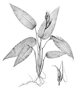 Drawing of Anomochloa marantoidea, one of the most primitive living grass species