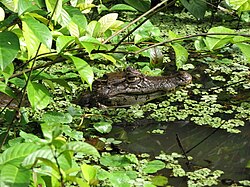Spectacled caiman immersed in vegetation covered water