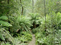 Temperate rainforest in Tasmania's Hellyer Gorge