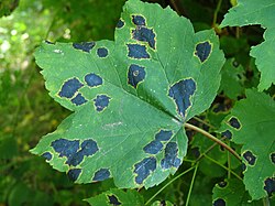 Rhytisma acerinum fungus on Acer pseudoplatanus leaf