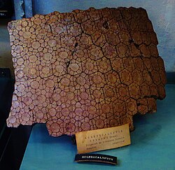 Fragment of the dorsal carapace of N. ornatus.