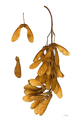Sycamore maple fruits have wings analogous but not homologous to an insect's wings.