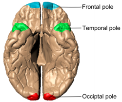 Poles of cerebral hemispheres