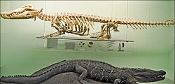 Mounted skeleton and taxidermy of Nile crocodile