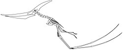 Skeletal reconstruction of a quadrupedally launching Pteranodon longiceps