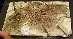 Fossil exhibited in Japan