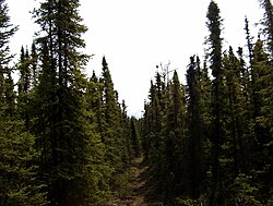 Taiga spruce forest in the Kenai National Wildlife Refuge, Alaska. Trees in this environment tend to grow closer to the trunk and not "bush out" in the normal manner of spruce trees.