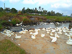 Free-range ducks in Hainan Province, China