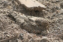 Egyptian nightjar, Caprimulgus aegyptius, rests on the sand, protected by its coloration, immobility, and concealment of shadow as it faces the sun.