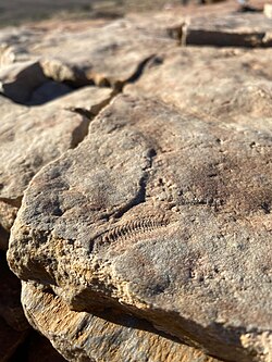 An example of Spriggina observed in situ at Nilpena Ediacara National Park