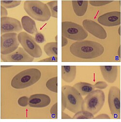 Mature red blood cells of birds have a nucleus, however in the blood of adult females of penguin Pygoscelis papua enucleated red blood cells (B) have been observed, but with very low frequency.