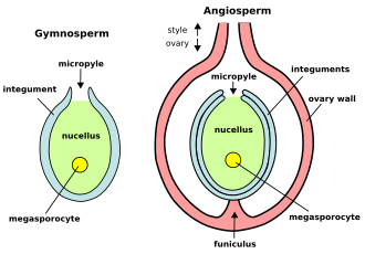 Plant ovules: Gymnosperm ovule on left, angiosperm ovule (inside ovary) on right