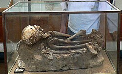 Natufian burial – Homo 25 from el-Wad Cave, Mount Carmel, Israel (Rockefeller Museum)