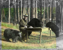 Superintendent Horace M. Albright and black bears (1922). Tourists often fed black bears in the park's early years, with 527 injuries reported from 1931 to 1939.[68]