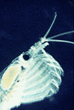 Krill feeding in a high phytoplankton concentration (slowed by a factor of 12)