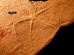 Asteriacites, a trace fossil of an ophiuroid; Carmel Formation (Middle Jurassic), near Gunlock, Utah; scale bar is 10 mm.