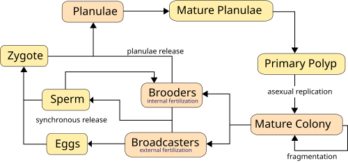 Life cycles of broadcasters and brooders