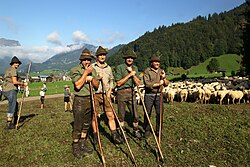 Herding sheep in Austria