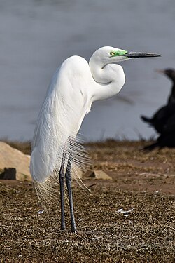 Breeding plumage