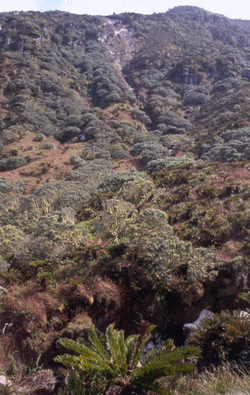 The fern Blechnum and tree Phylica on Gough Island