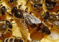 The queen bee is usually the only female bee within a hive reproducing with drones, which often come from various hives. She mothers most or all offspring within a given hive.