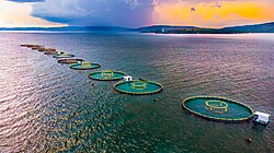 Fish cages in Lake Victoria, Uganda