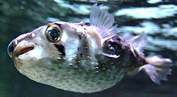 Porcupine fish (here, Diodon holocanthus) swim by undulating their pectoral fins.