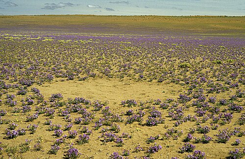 Vast expanse of the southern Namib Desert (specifically the area lying to the west of Obib Mountain near Rosh Pinah) carpeted with thousands of L. barklyi and featuring also a fairy circle (foreground)