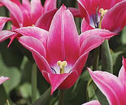 'Yonina', a division 6 cultivar