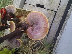 Ganoderma lingzhi