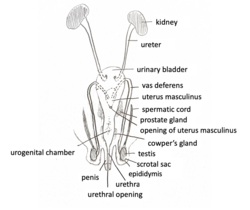 Diagram of the male rabbit reproductive system with main components labeled