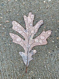 Photograph of water condensation on white oak leaf.