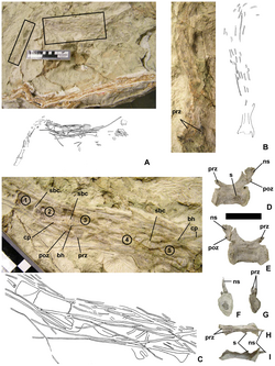 Tail of an indeterminate dromaeosaurid (UMNH VP 20209), featuring long prezygapophyses and fossilized bony tendons