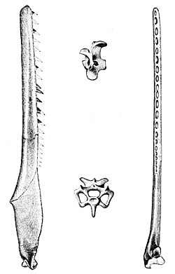Mandible and vertebra