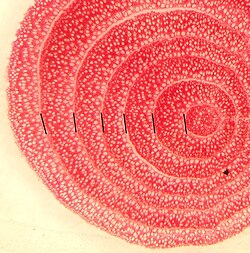 Root cross section (30 μm) of Penstemon venustus. Lignified tissue is stained reddish using Phloroglucinol/HCL. Black markers denote annual ring borders. Individual collected at the Wallowa Mts., Oregon, USA (2003)