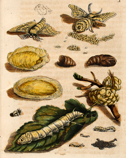 1679 study of the silkworm metamorphosis by Maria Sibylla Merian, it depicts the fruit and leaves of a mulberry tree and the eggs and larvae of the silkworm moth.